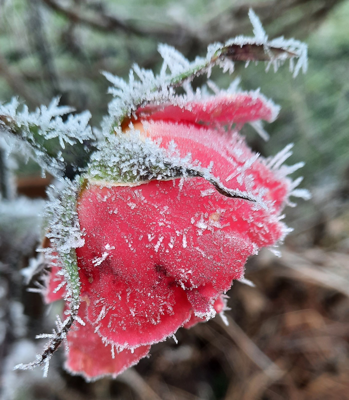 rote Rose im Winter, vom Rauhreif weiß geschmückt